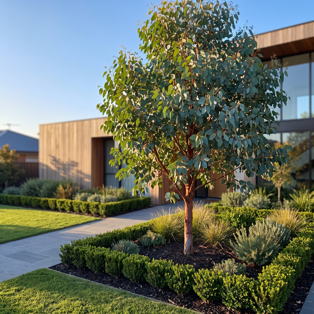 Swamp Gum