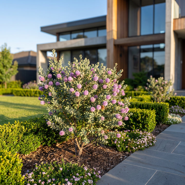 Showy Honey Myrtle