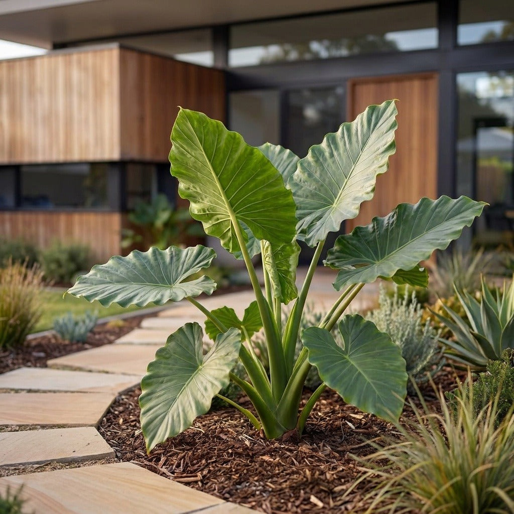 Elephants Ear Plant - Alocasia brisbanensis