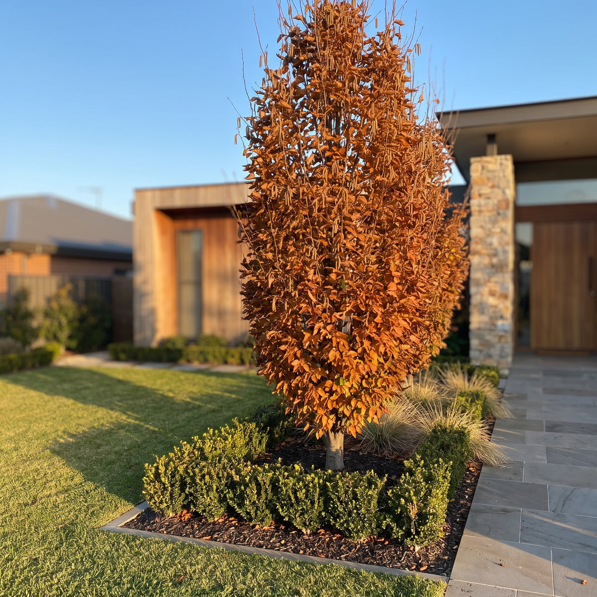 European Hornbeam