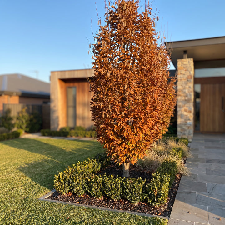 European Hornbeam