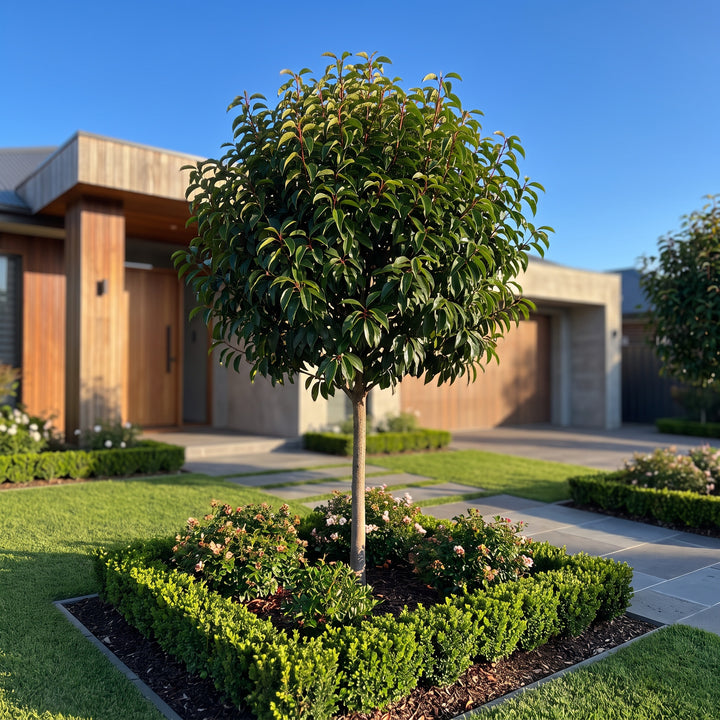 Portuguese Laurel