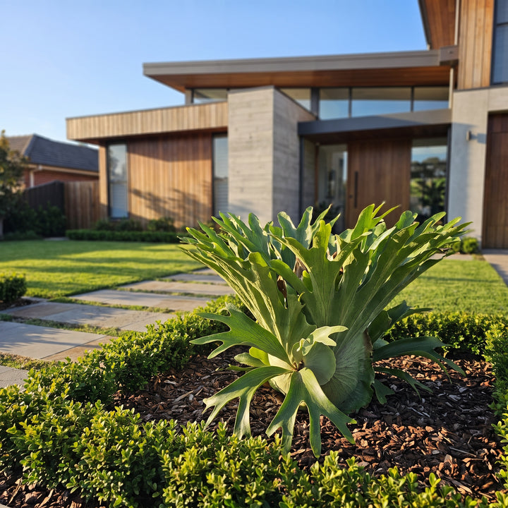 Elkhorn Fern