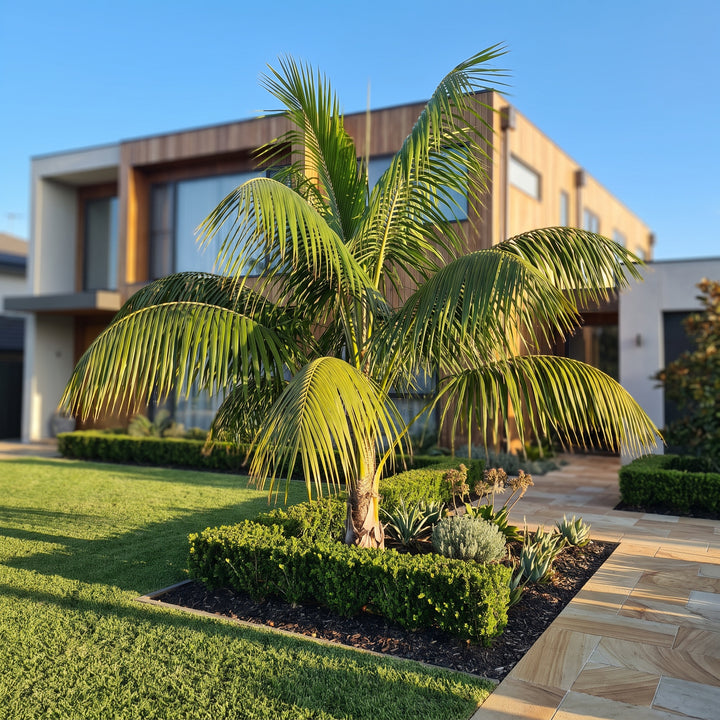 Sagisi Palm