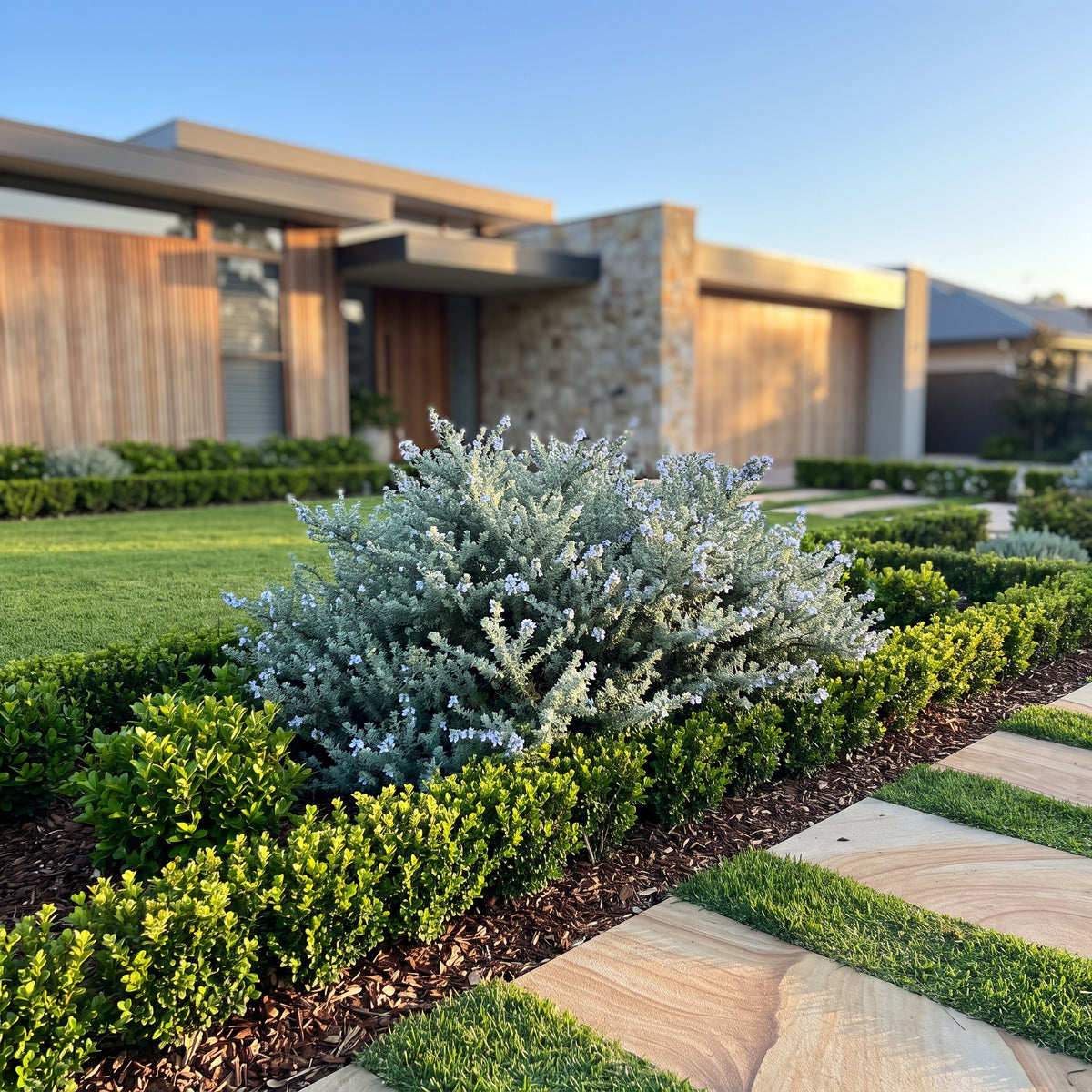 Native Rosemary