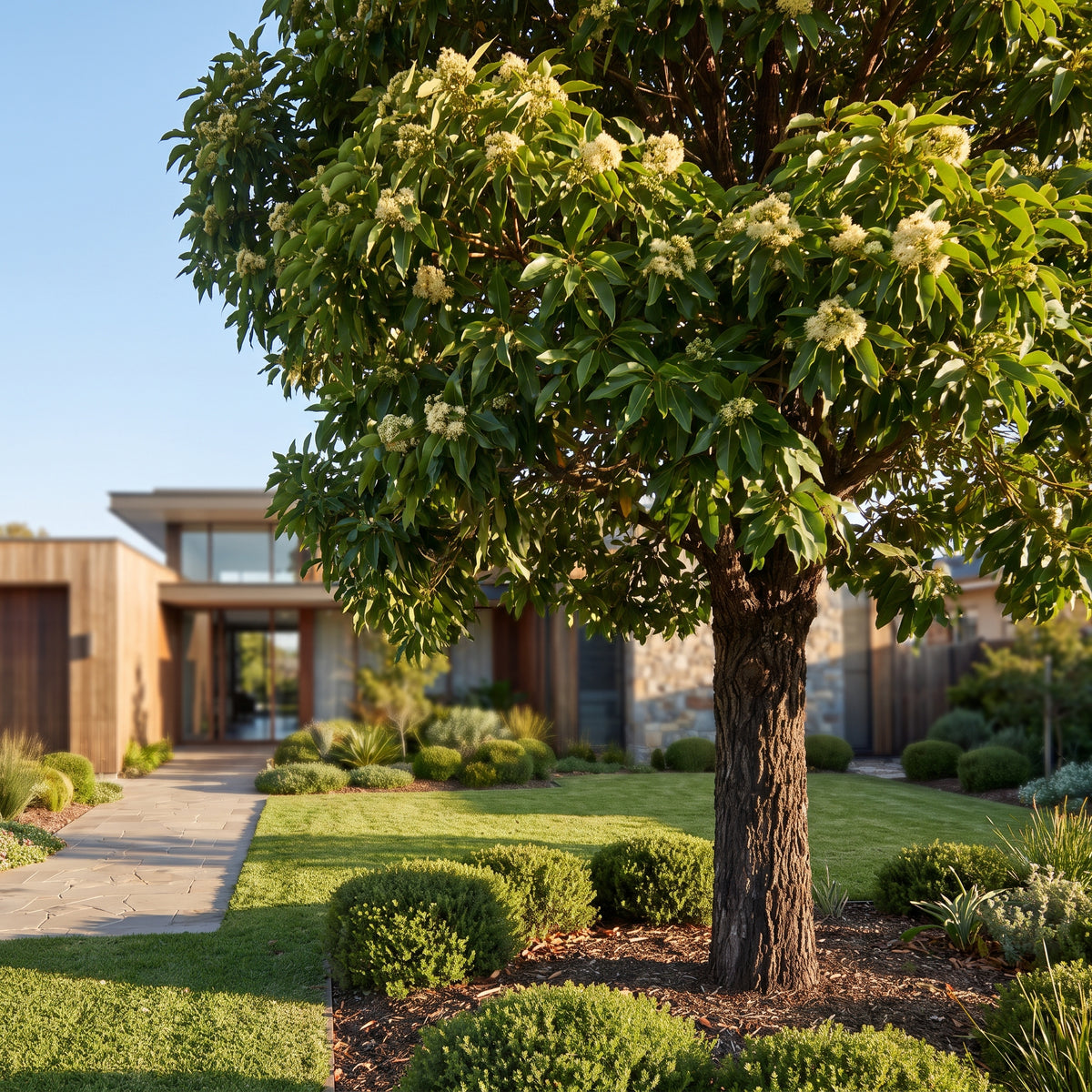 Gum Tree