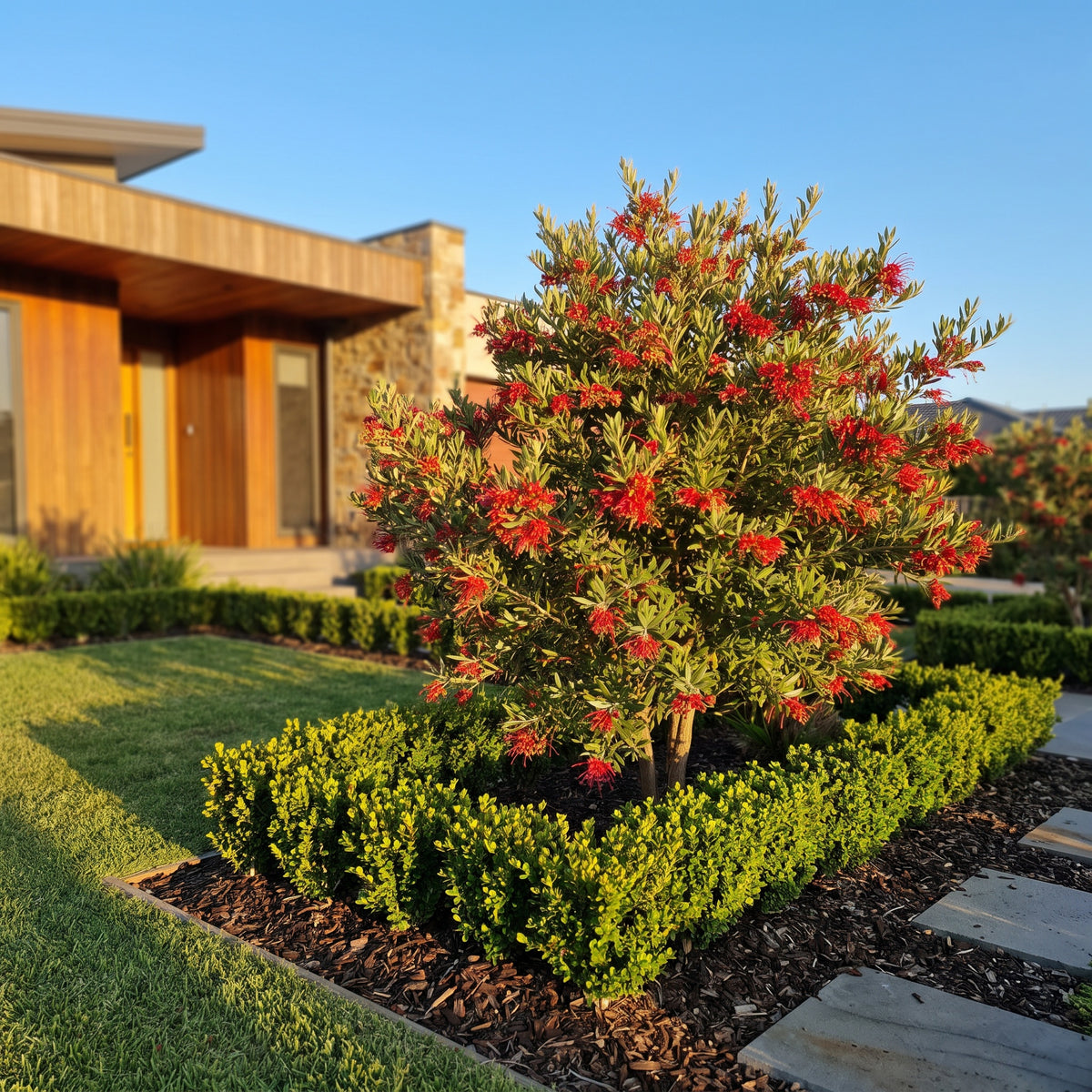 Olive Grevillea