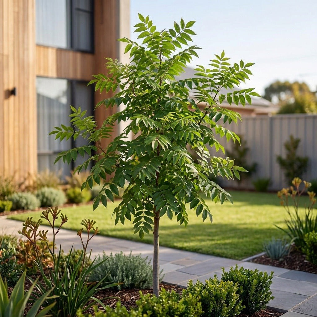 Green Ash