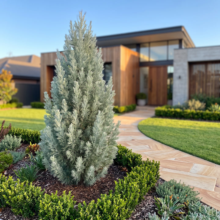 Woolly Bush