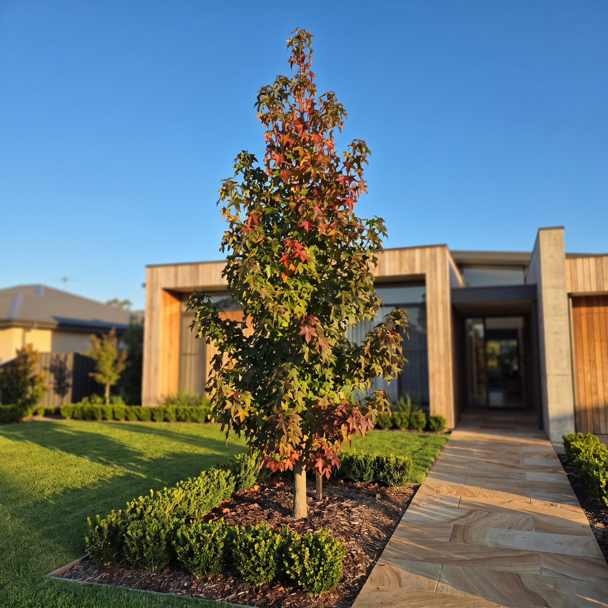 Sweet Gum