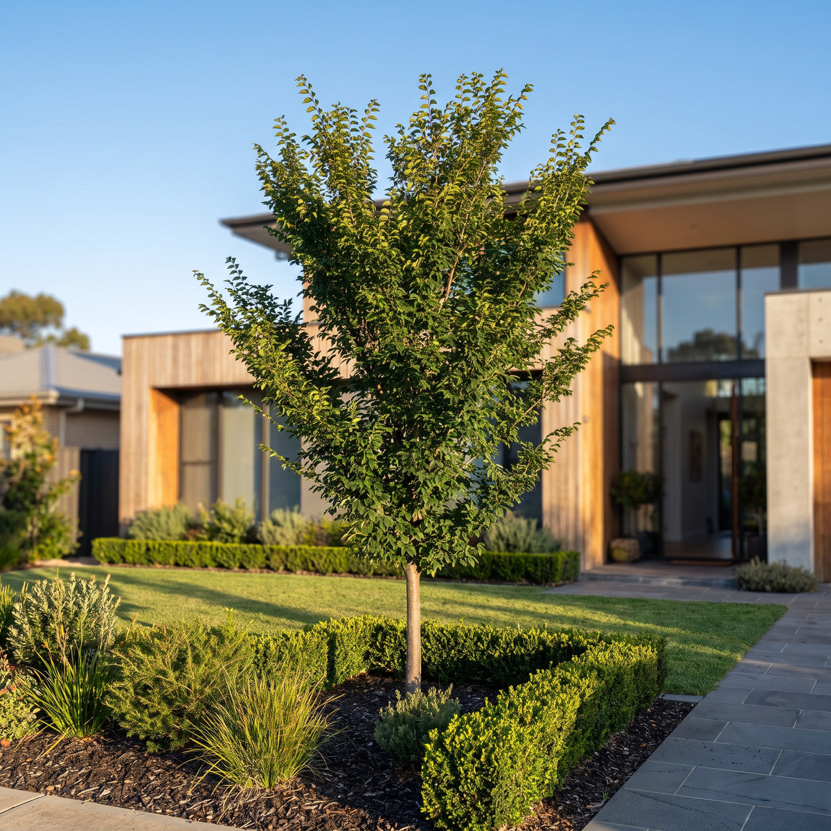 Chinese Elm