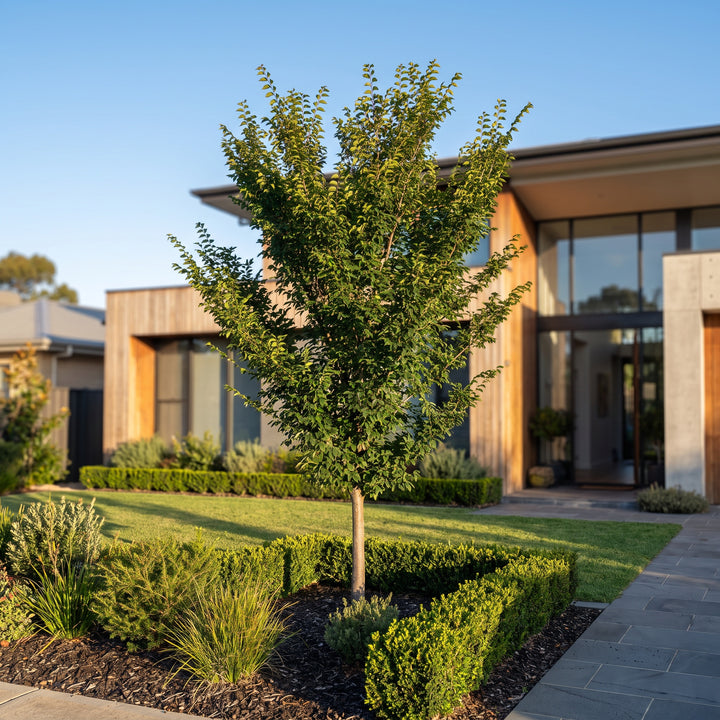 Chinese Elm
