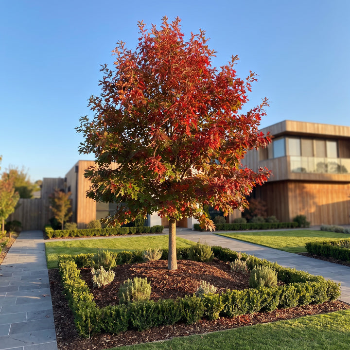 Scarlet Oak