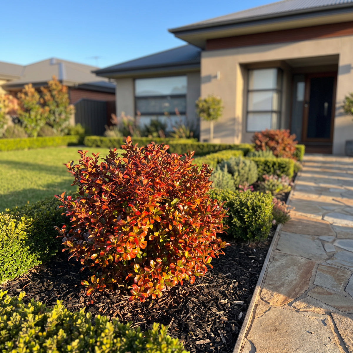 Mirror Bush