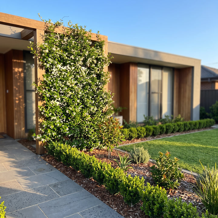 Star Jasmine