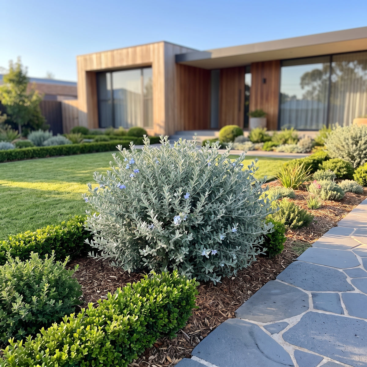 Bush Germander