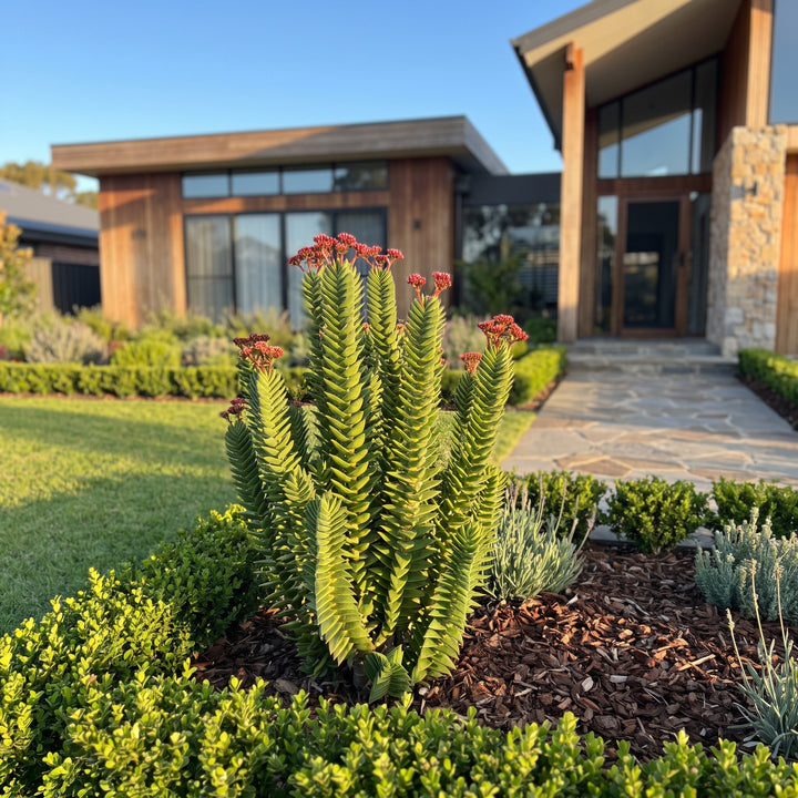 Crassula Green Pagoda