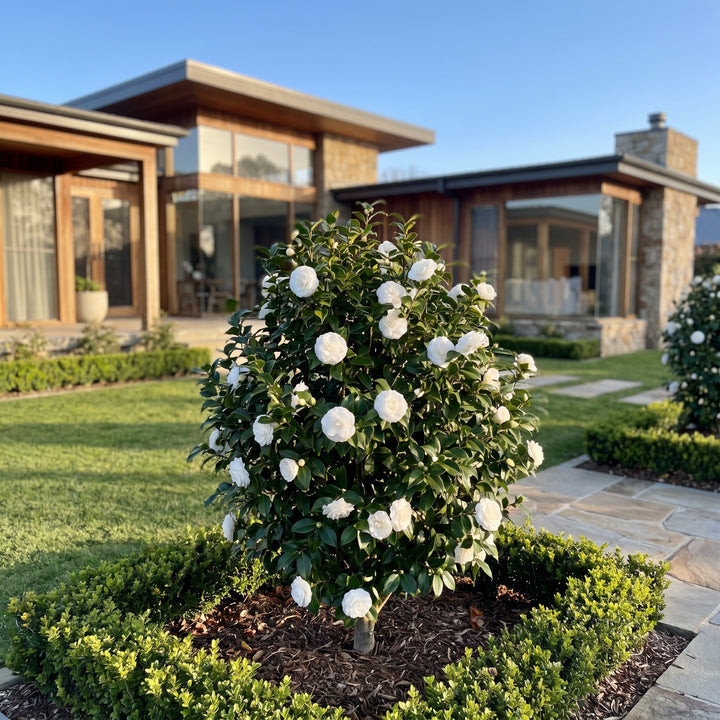 Japanese Camellia