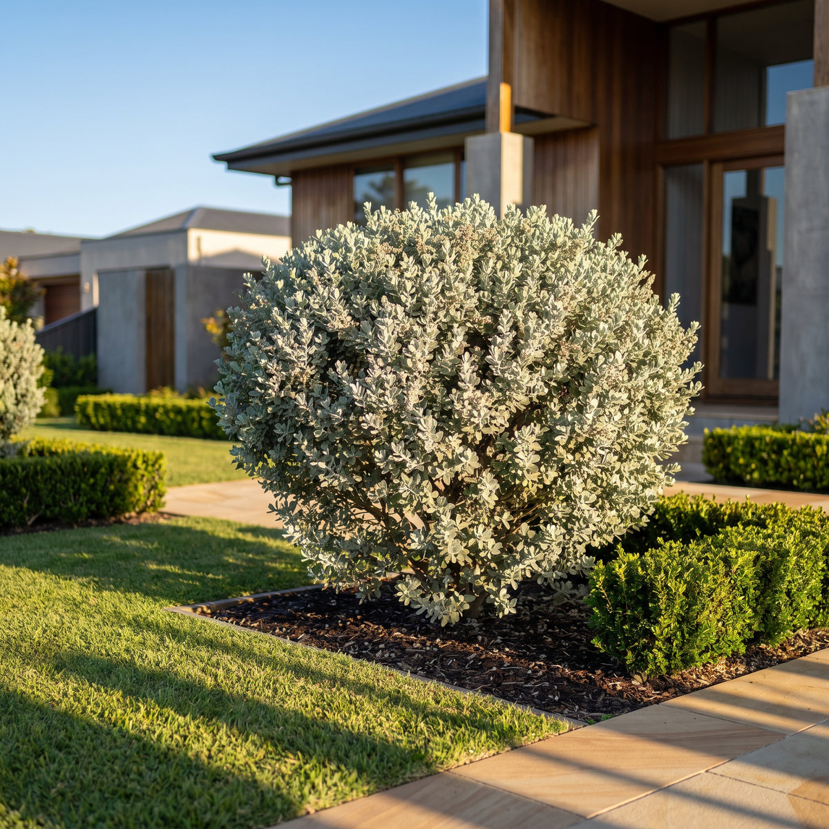 Bluebush