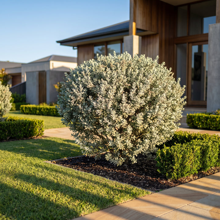 Bluebush