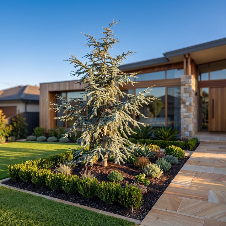 Atlas Cedar