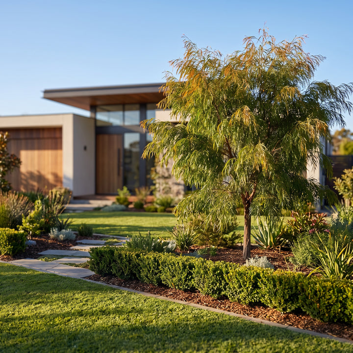 Bower Wattle