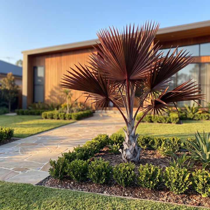 Red Latan Palm