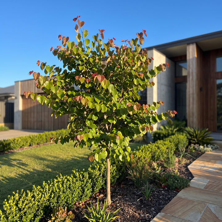 Eastern Redbud
