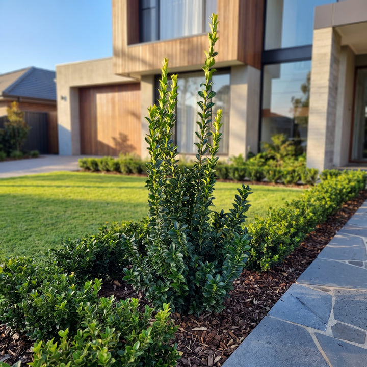 Euonymus Green Rocket