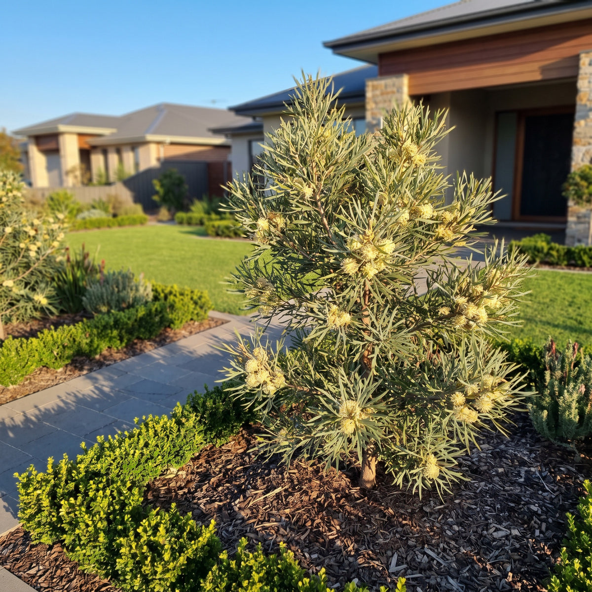 Yellow Hakea