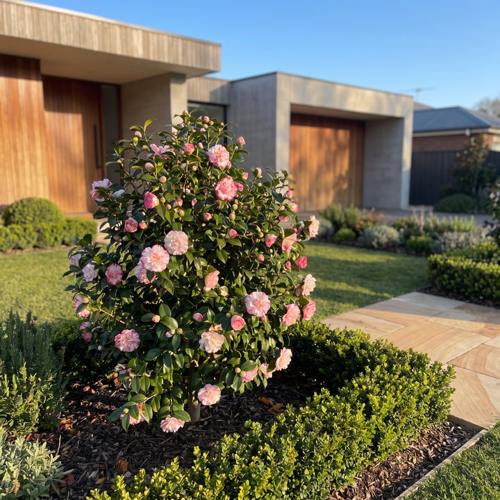 Japanese Camellia