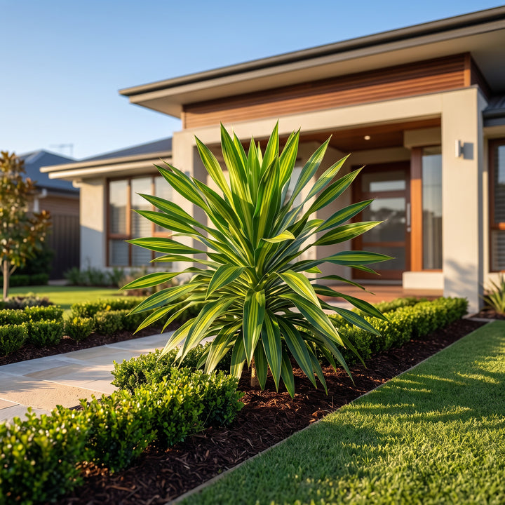 Dracaena Malay Stripe