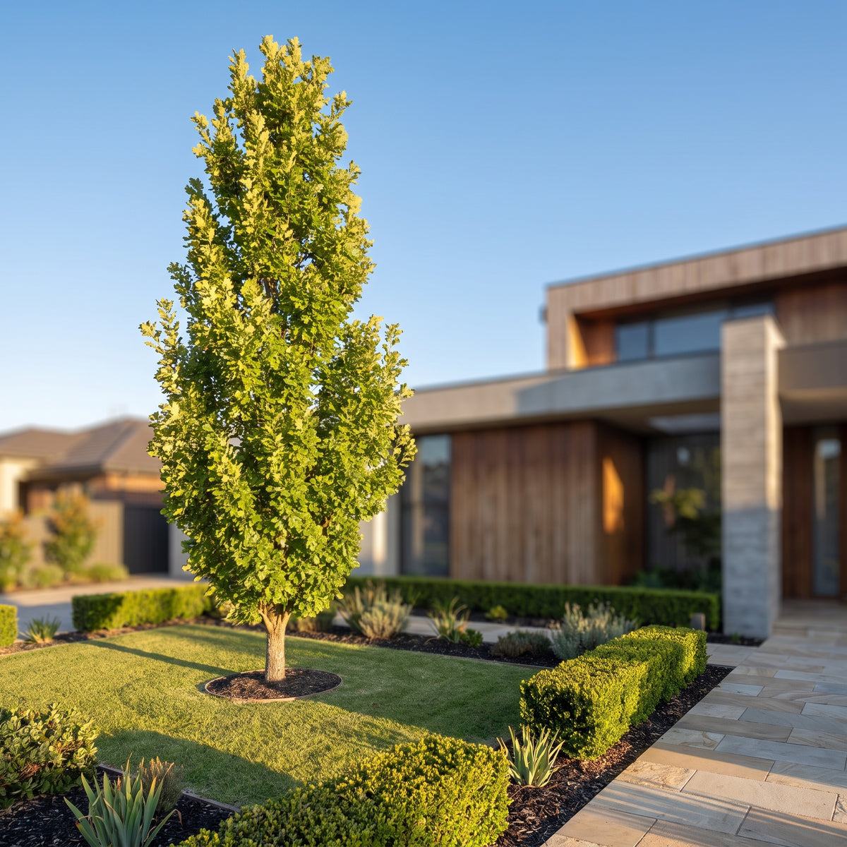 English Oak