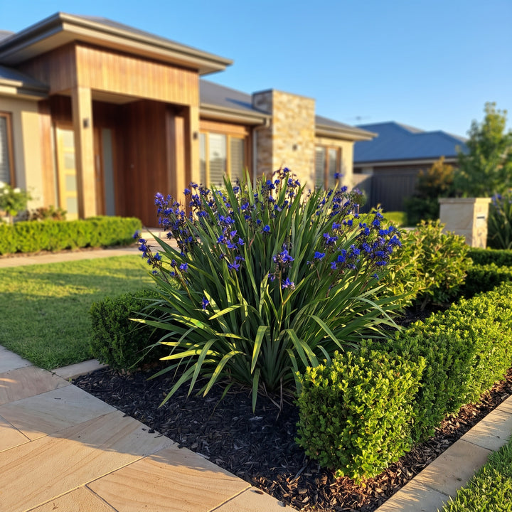 Blue Flax Lily