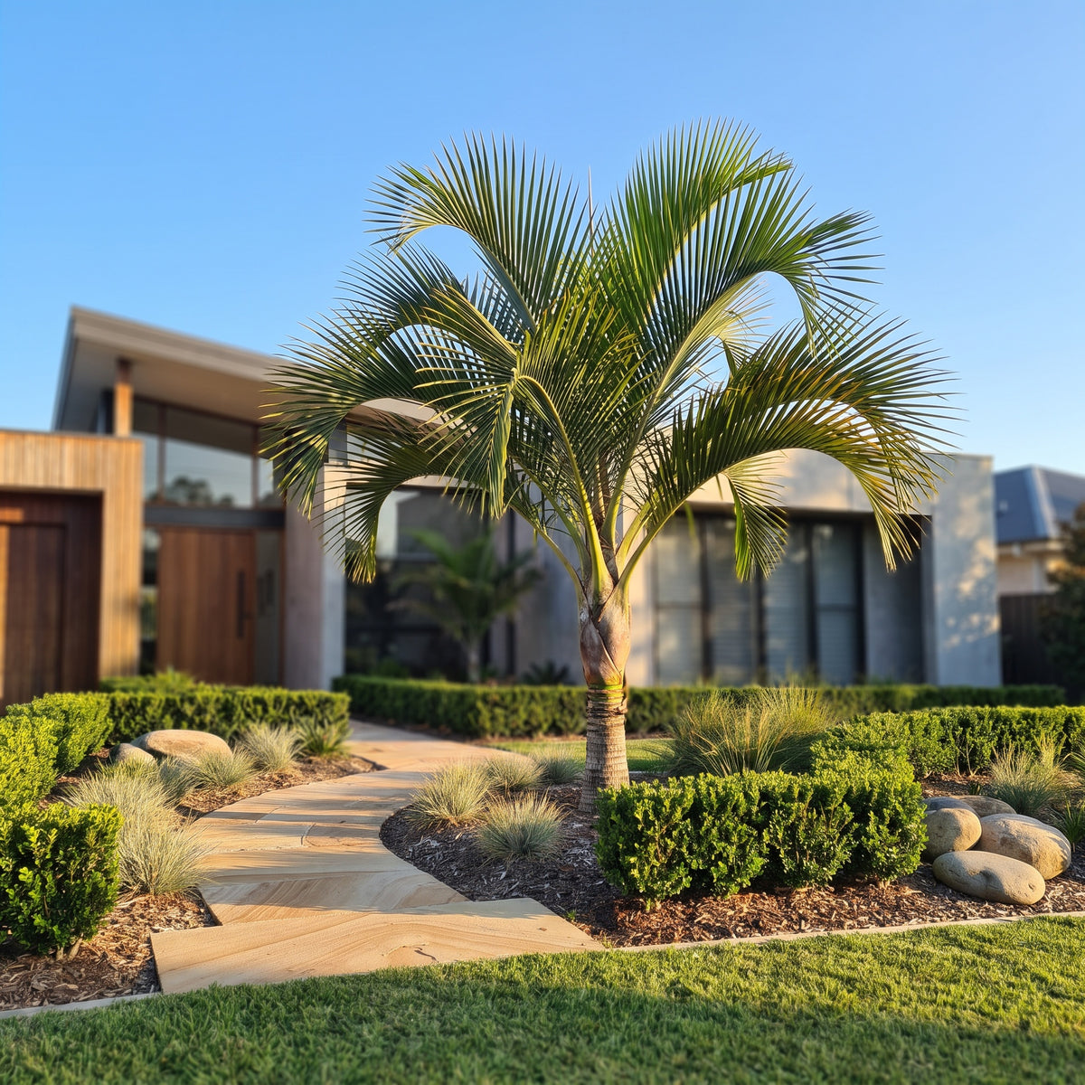 Curly Palm
