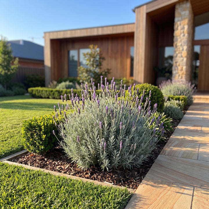 Lavender