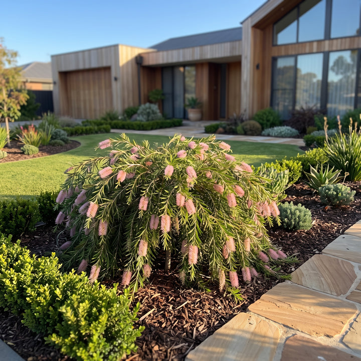 Weeping Bottlebrush