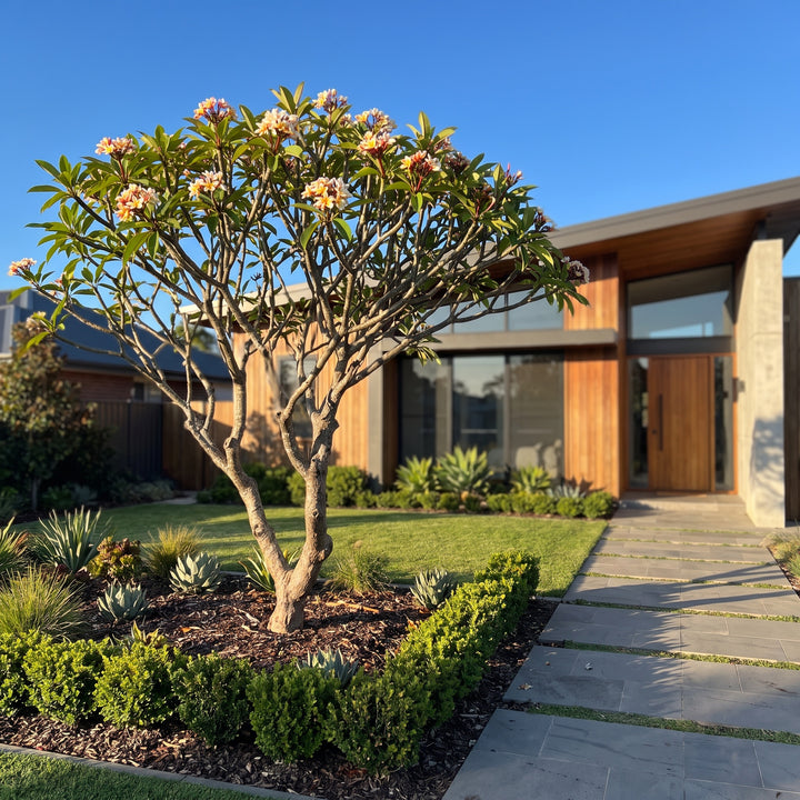 Frangipani