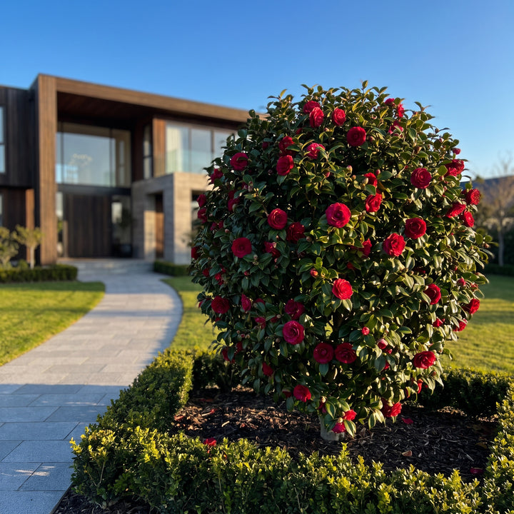 Japanese Camellia