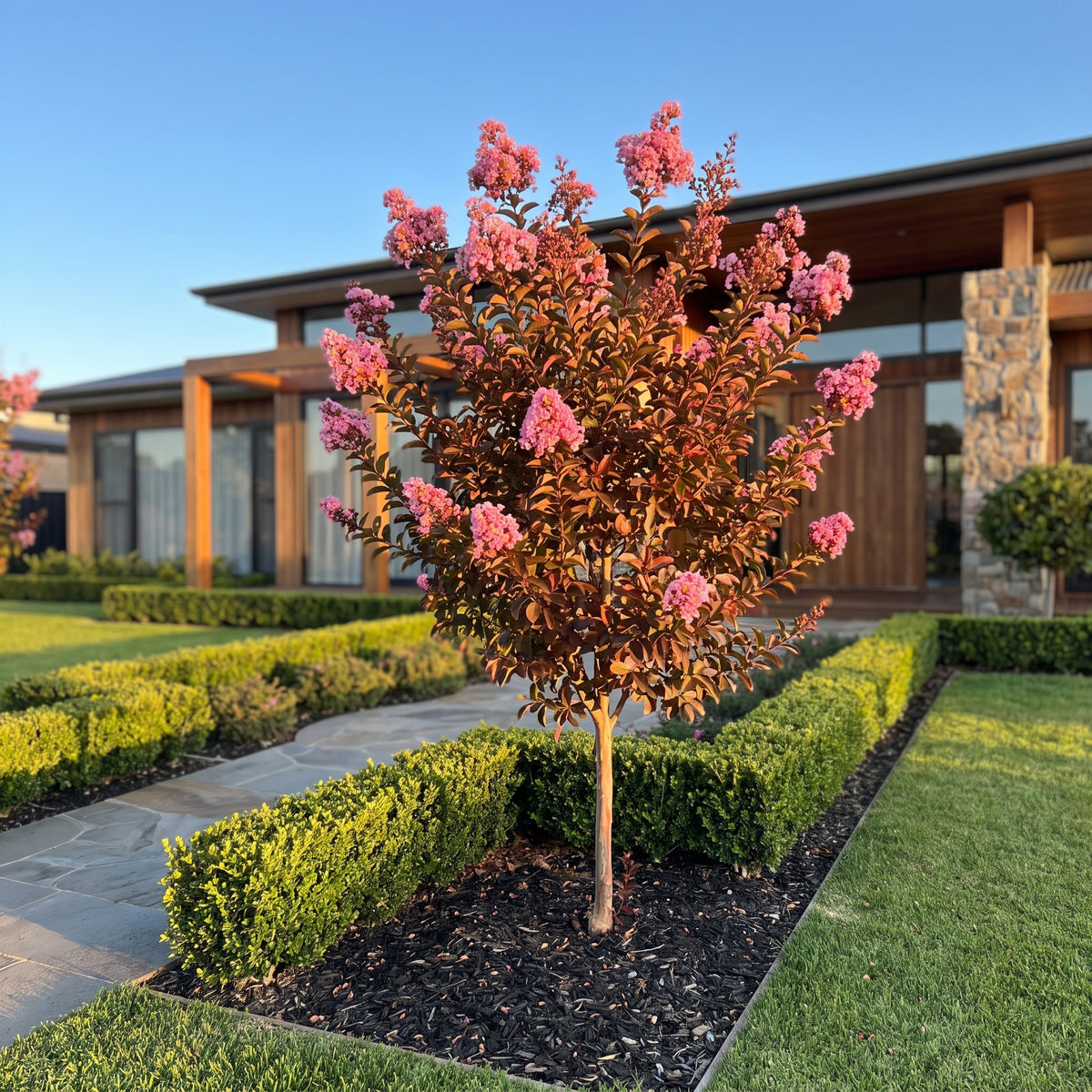 Crepe Myrtle