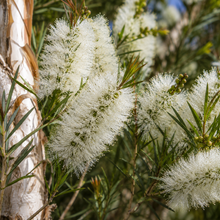 Melaleuca quinquenervia