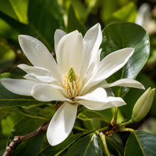Michelia x. alba