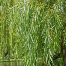 Salix babylonica