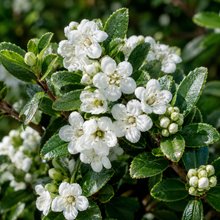 Escallonia Iveyi