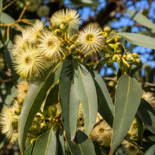 Eucalyptus melliodora