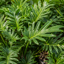 Philodendron Xanadu