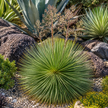 Agave geminiflora