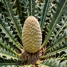 Encephalartos whitelockii