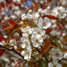 Pyrus calleryana Winter Glow