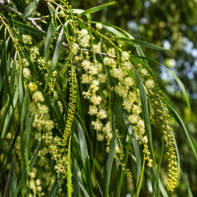 Acacia pendula